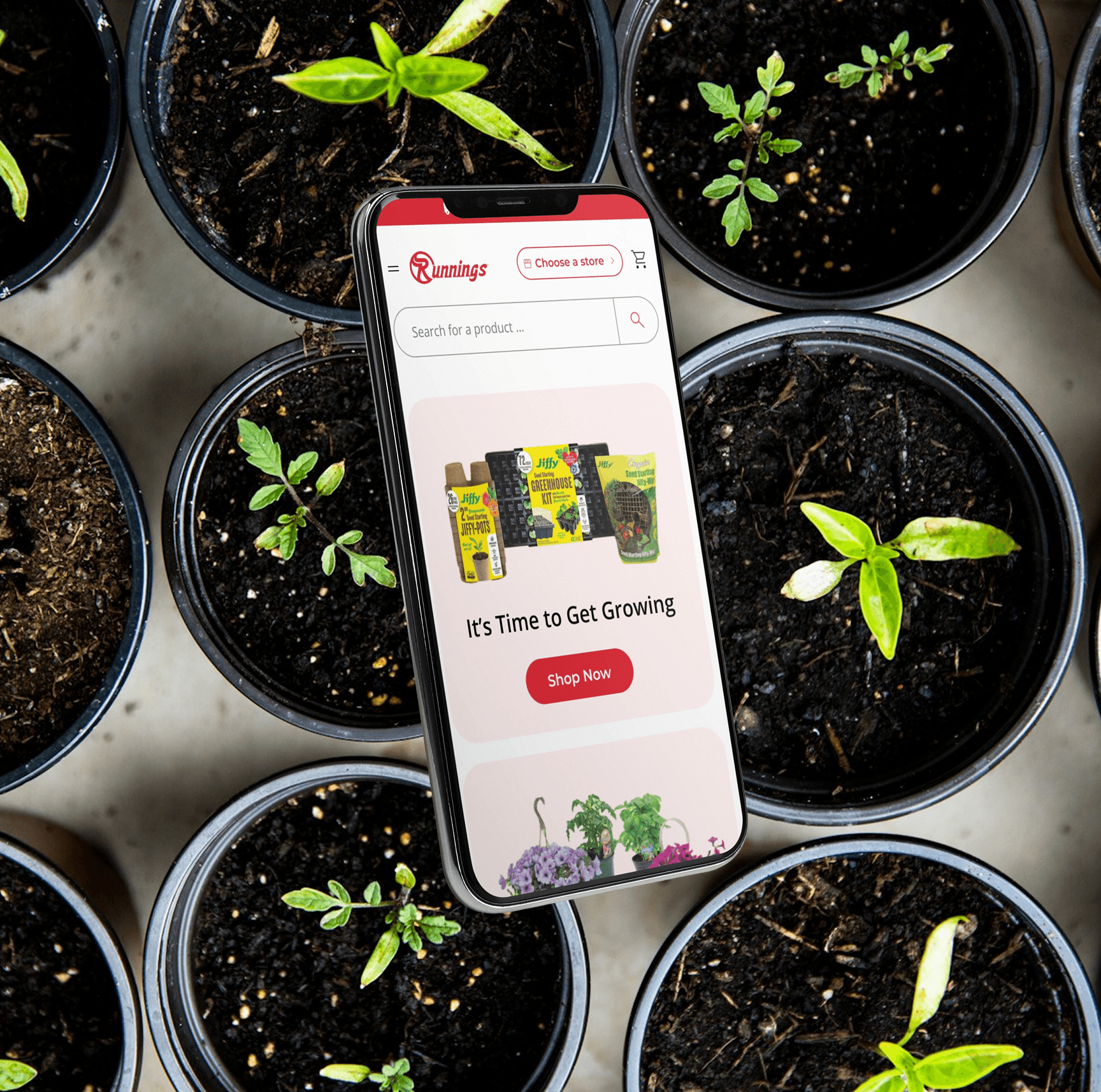 Runnings plant image