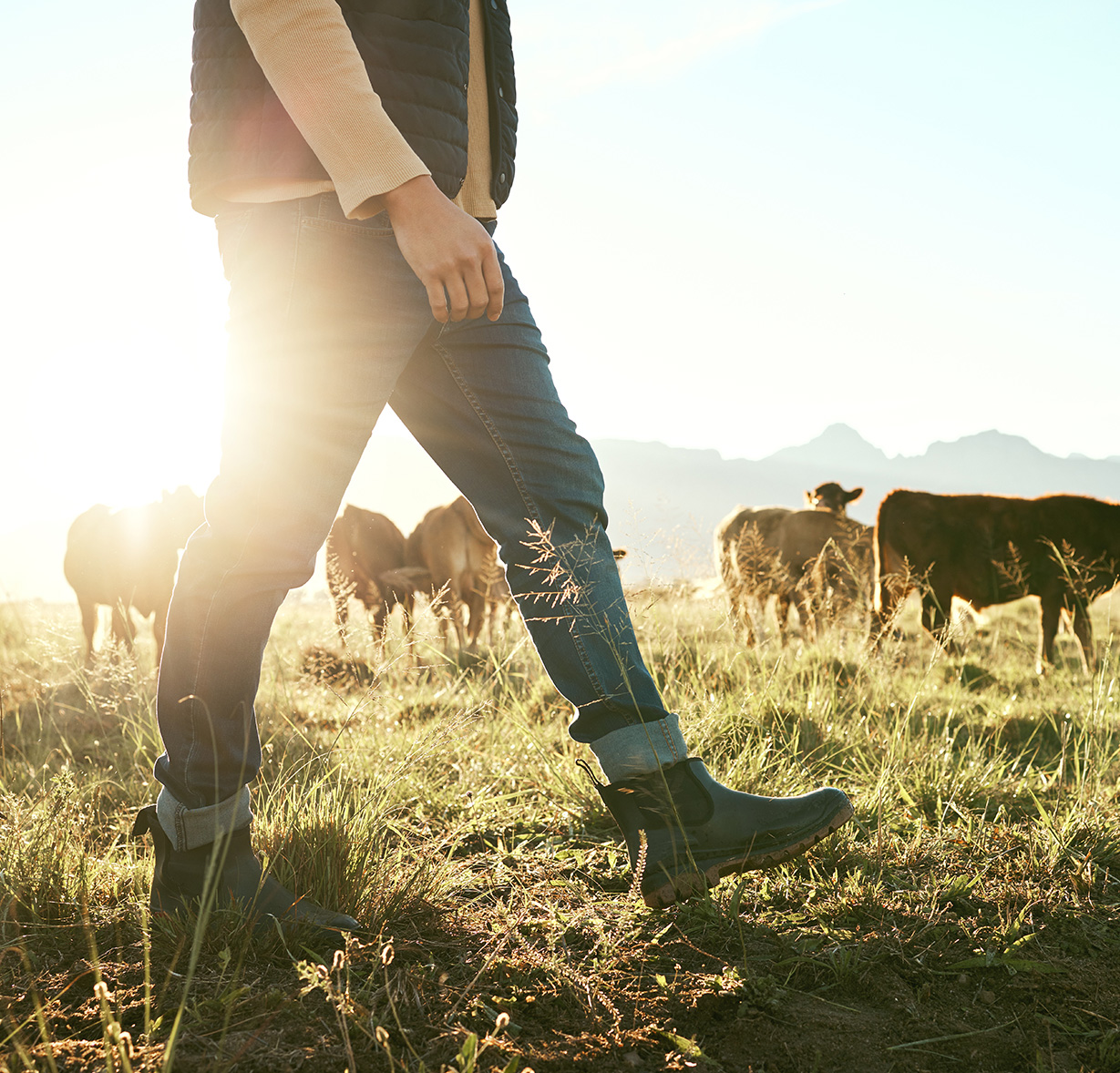 Image of man's legs walking in a field with cows in backdrop, serene atmosphere