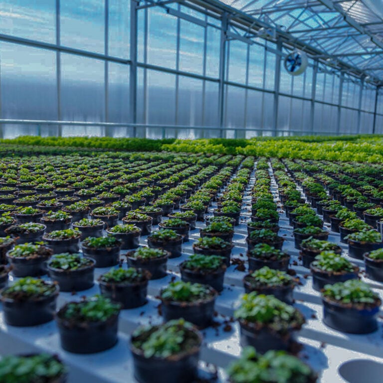 Inside a greenhouse with many rows of crops