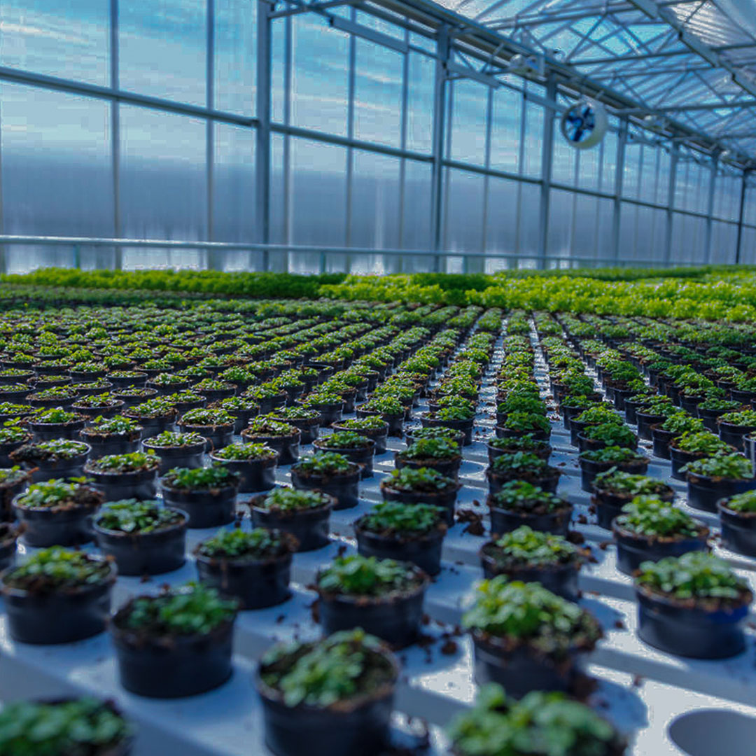 Inside a greenhouse with many rows of crops